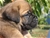 Cucciolo
